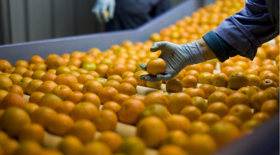 rusiya-turkiyeden-sitrus-meyve-idxalini-iki-defe-azaldib