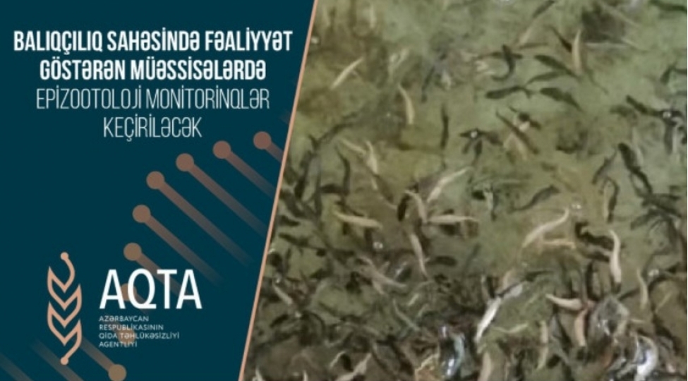 baliqchiliq-sahesindeki-muessiselerde-epizootoloji-monitorinqler-kechirilecek
