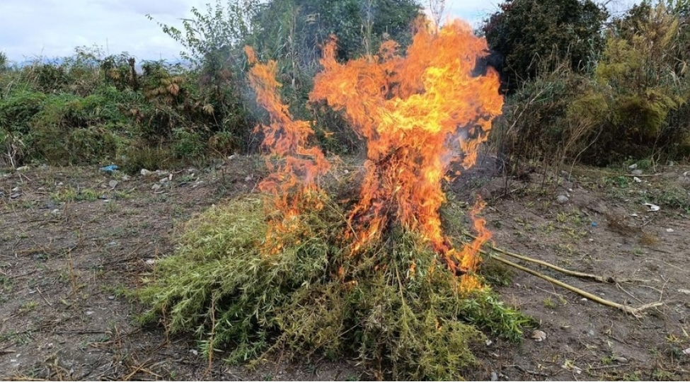 zengilanda-1-ton-yabani-chetene-bitkisi-mehv-edilib