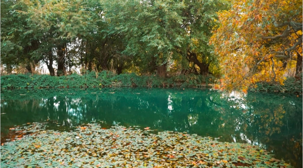 bolgelerde-ekoloji-tarazligin-qorunmasinin-elmi-esaslari