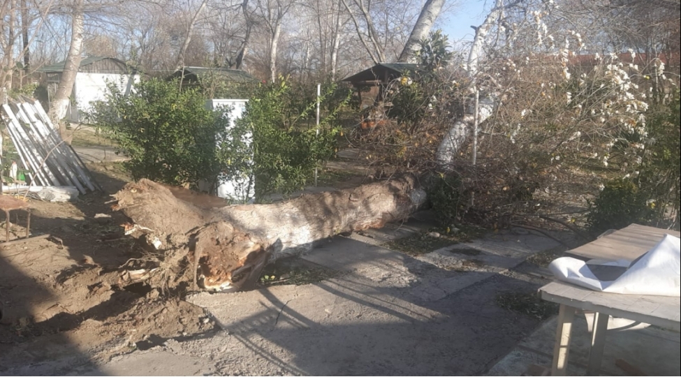 guclu-kulek-yevlaxda-evlerin-dam-ortuklerini-uchurub-elektrik-direklerini-ashirib