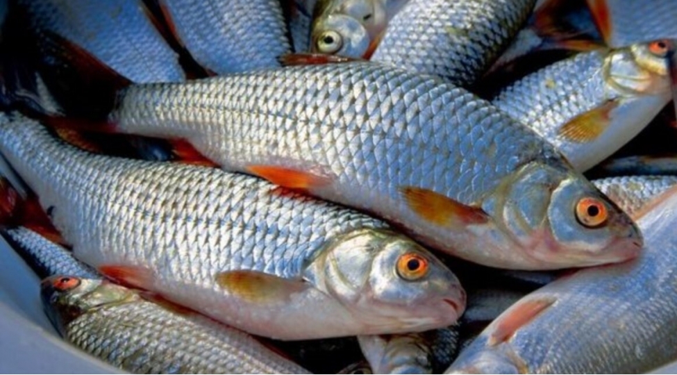 kend-teserrufatina-verilen-vergi-guzeshtleri-baliqchiliga-da-shamil-edilecek