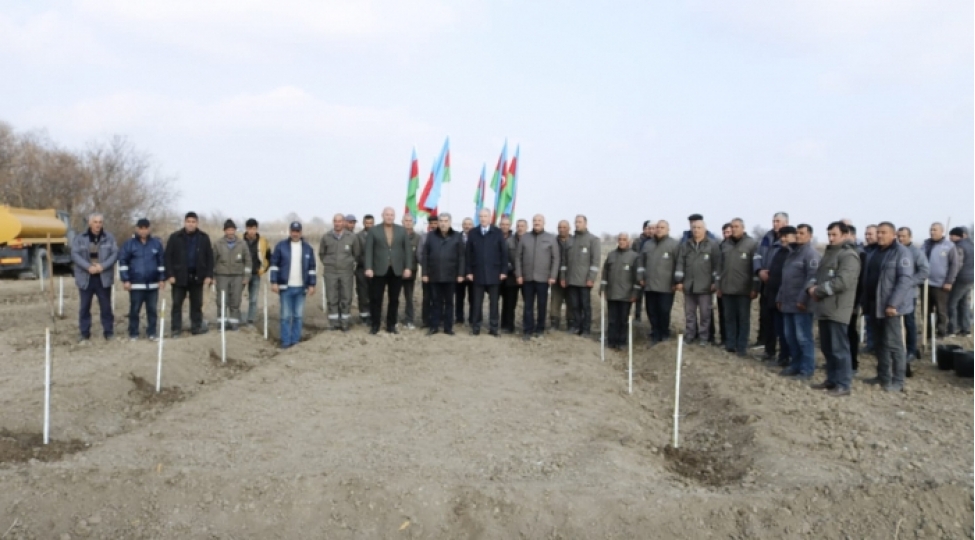 salyanda-bir-gunde-5-minden-chox-agac-ekilib