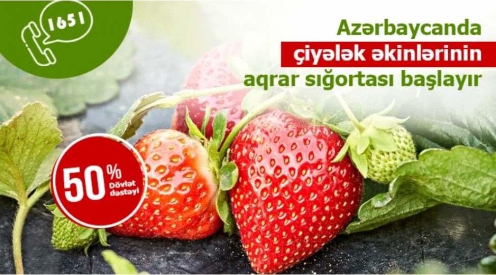 2025-ci-ilde-chiyelek-ekinlerinin-sigortalanmasina-start-verilib