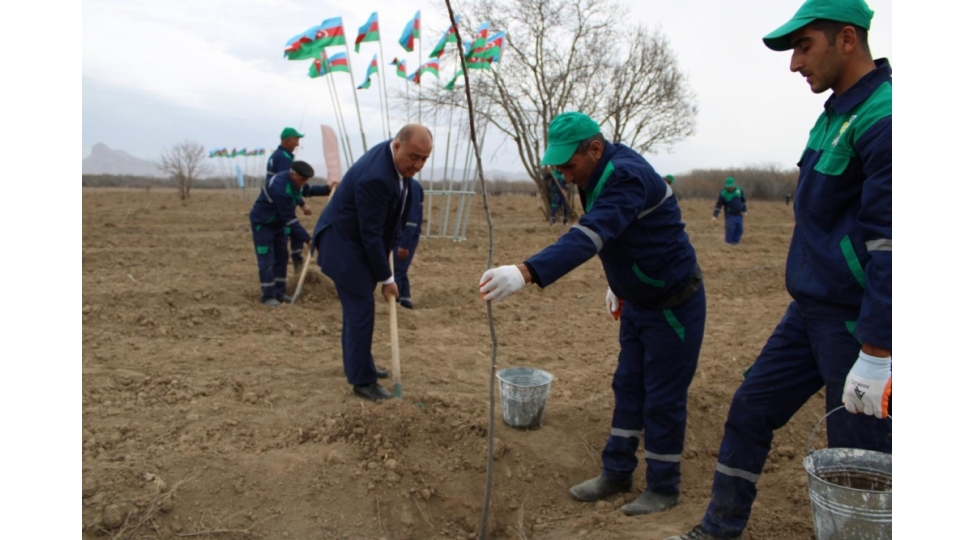 yeni-mesheliksalinmasimeqsedile3300-eded-ayland-chinar-ve-kizilcham-tingleri-ekilib
