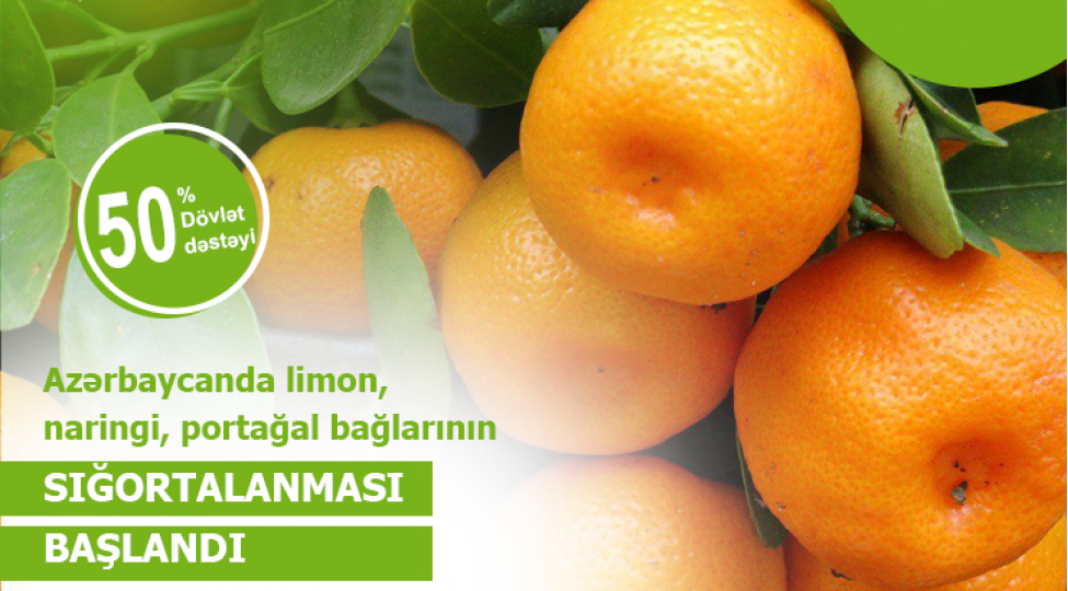 azerbaycanda-sitrus-baglarinin-sigortalanmasina-bashlanilib