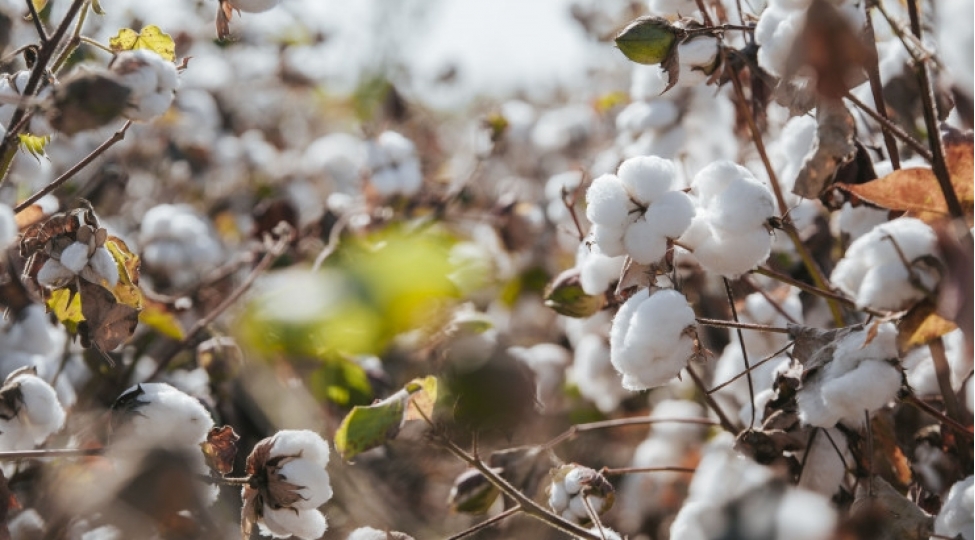 azerbaycanda-pambiq-sahelerinin-sigortalanmasi-prosesine-start-verilir