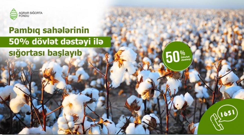 azerbaycanda-guzeshtli-aqrar-sigorta-mexanizmi-vasitesile-pambiq-sahelerinin-sigortalanmasi-prosesine-start-verilib