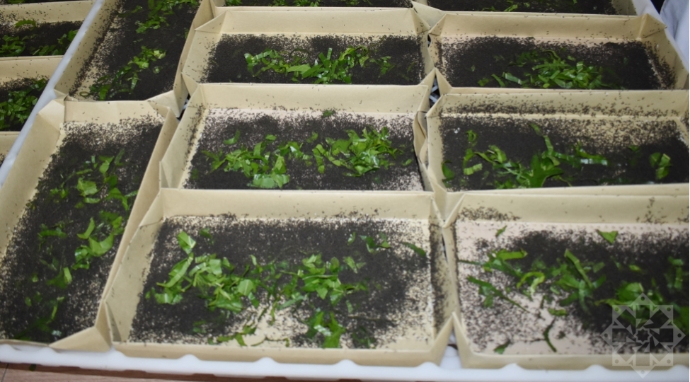 kumchulere-ipekqurdunun-paylanmasina-bashlanilib