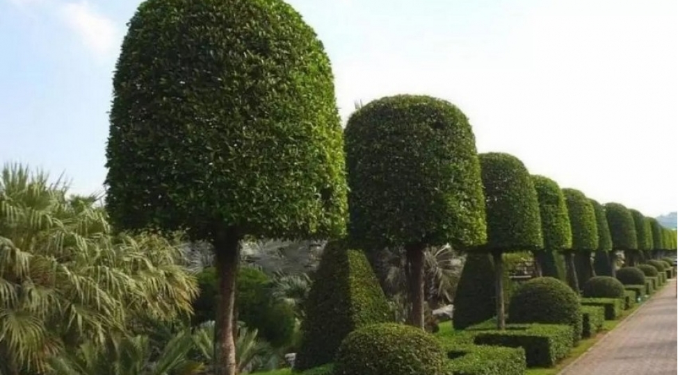 ekin-uchun-getirilen-bezi-bitkiler-gomruk-rusumundan-azad-edilir