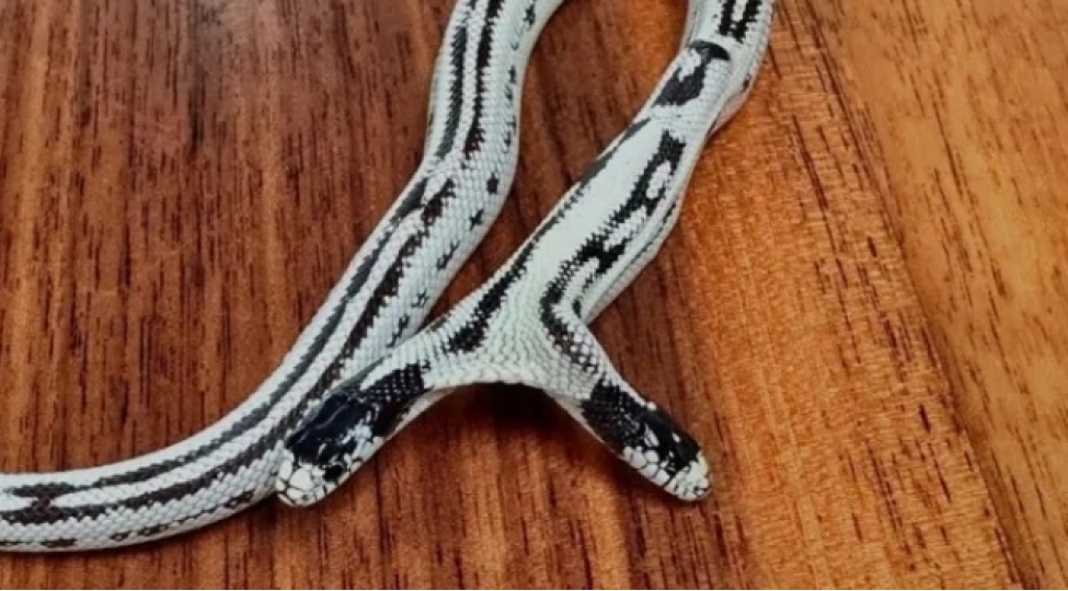 absh-da-ikibashli-ilan-ashkarlandi