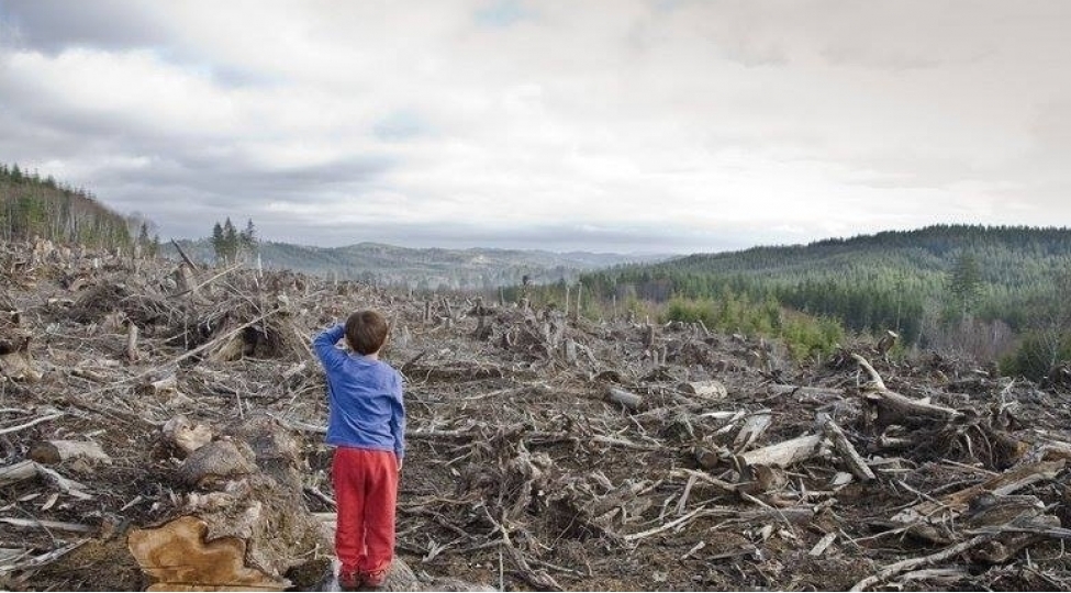 2024-cu-ilde-dunyada-rekord-sayda-meshe-mehv-edilib