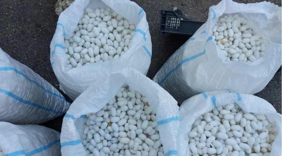 qazaxda-barama-tedaruku-basha-chatib