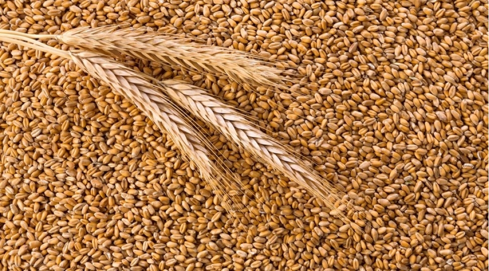 azerbaycanda-erzaqliq-bugdanin-yeni-dovlet-tedaruk-qiymeti-mueyyen-edilib