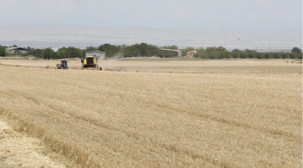 taxil-zemilerinin-586-faizi-bichilib-sahelerden-185-milyon-ton-taxil-yigilib-operativ-melumat