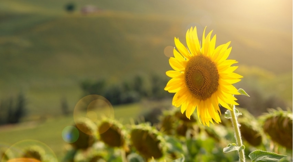 bilesuvarda-gunebaxan-ekini-bu-il-4-defeye-yaxin-artirilib