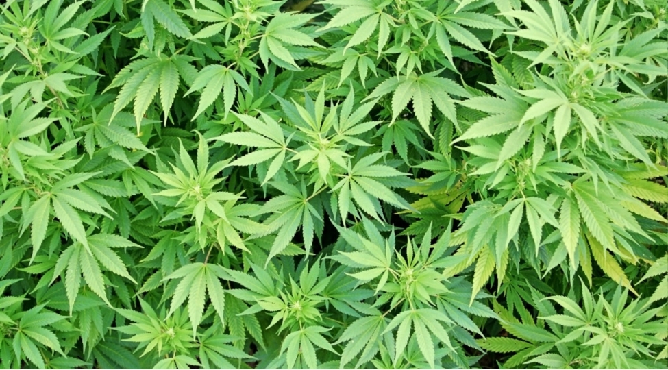 xachmazda-heyetinde-chetene-kolu-yetishdiren-shexsler-saxlaniliblar-video