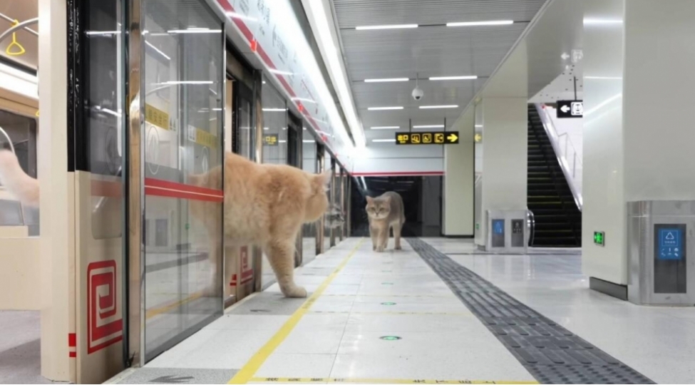 pishikler-uchun-metro-video