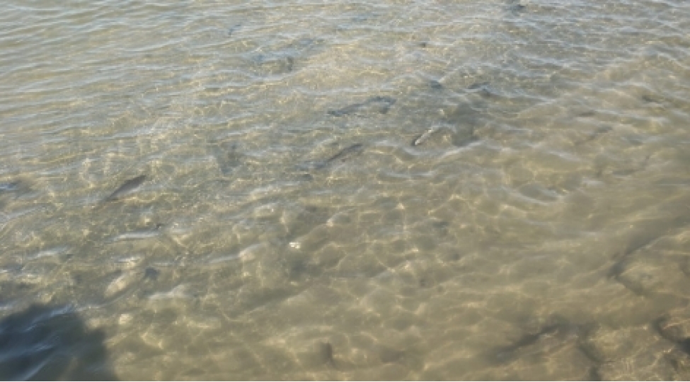 kur-chayinda-baliq-ve-diger-su-bioloji-resurslarinin-mehv-olmasi-fakti-ile-bagli-arashdirmalara-bashlanilib