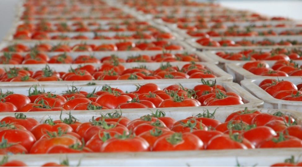 xarici-bazarlara-pomidor-ixracinin-hecmi-231-artib