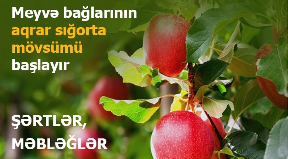 azerbaycanda-meyve-baglarinin-aqrar-sigortasi-movsumu-bashlayir-shertler-ve-qiymetler