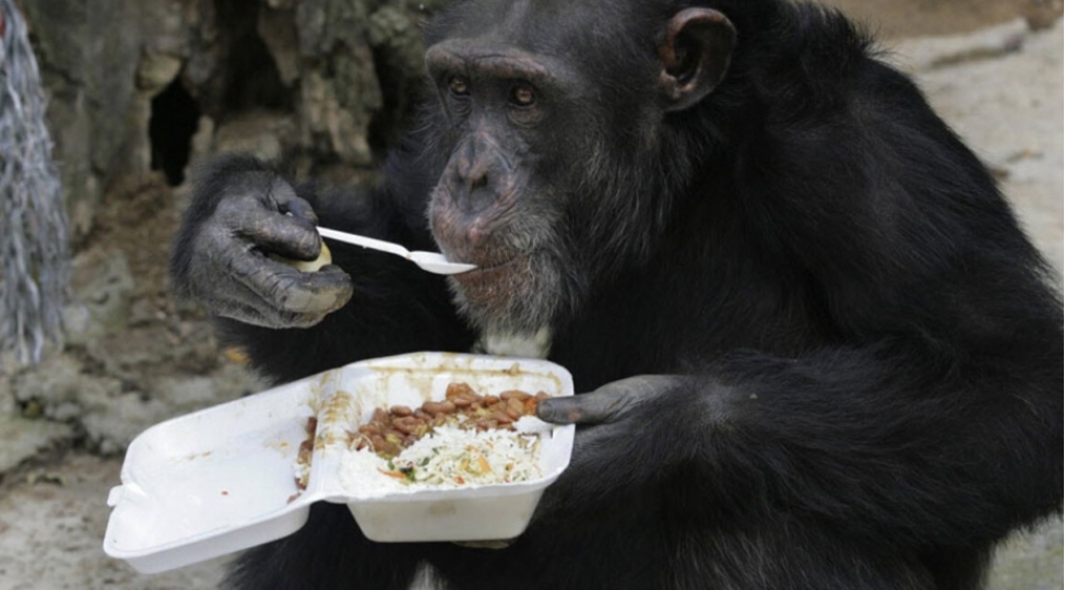 shimpanzelerde-rasional-dushunmenin-elametleri-ashkar-edilib