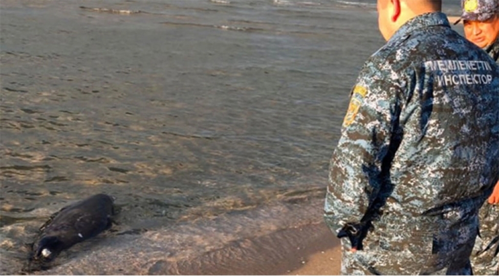 xezer-sahilinde-daha-71-olu-suiti-ashkarlanib