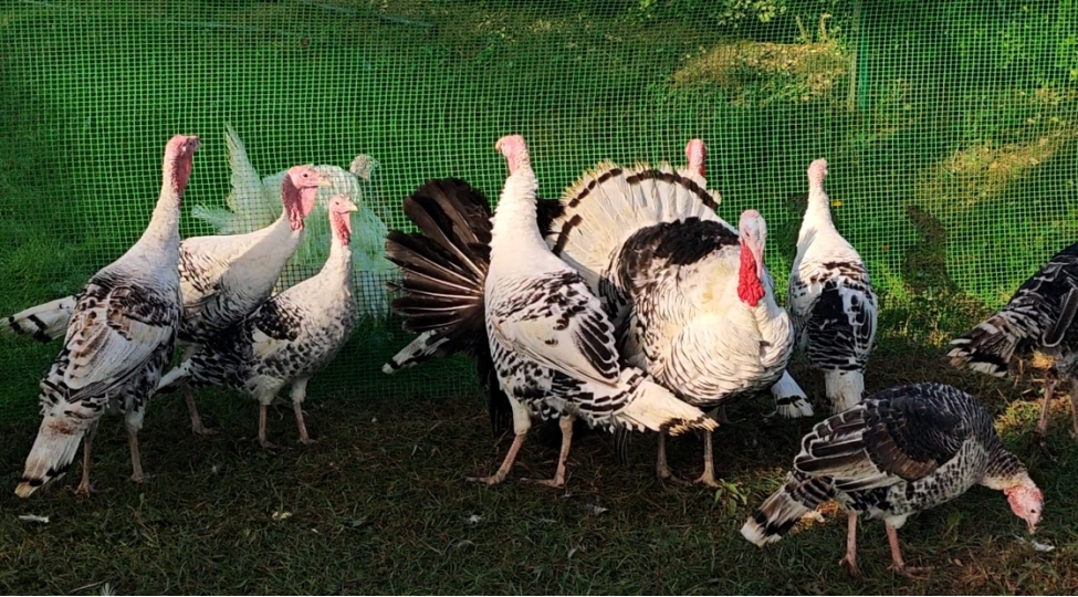 bilesuvarda-5-ci-hind-qushu-festivali-kechirilib