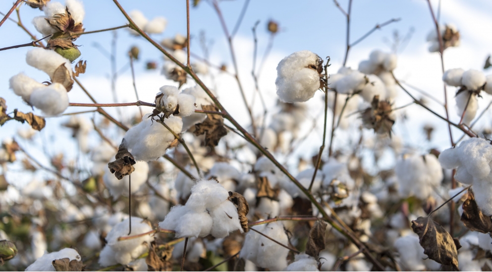 sahelerden-345-101-ton-mehsul-yigilib-orta-mehsuldarliq-3435-sentnere-chatib