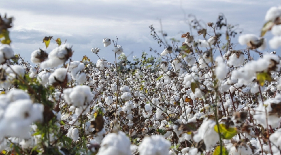 operativ-melumat-pambiq-yigiminda-rekord-gostericiler-elde-olunur