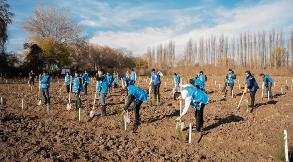 idea-sabirabad-ve-celilabad-rayonlarinda-kutlevi-agacekme-aksiyalari-teshkil-edib-foto