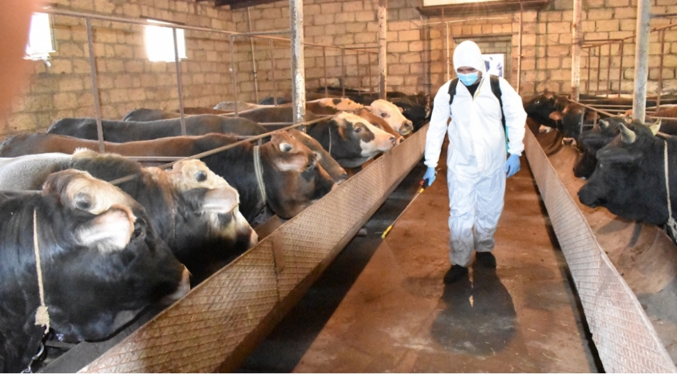 aqrar-xidmetler-agentliyi-terefinden-olke-erazisinde-heyvan-saglamliginin-temin-olunmasi-istiqametinde-ardicil-tedbirler-heyata-kechirilir