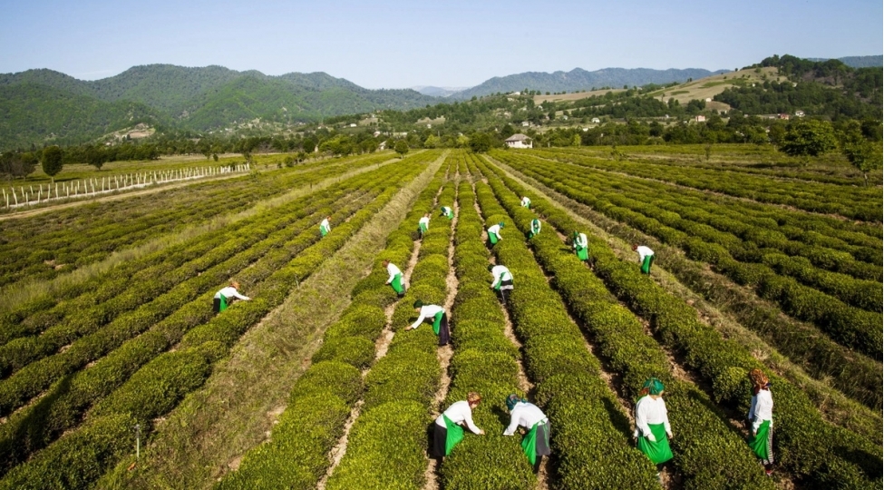 azerbaycanda-chay-istehsali-6-den-chox-artib