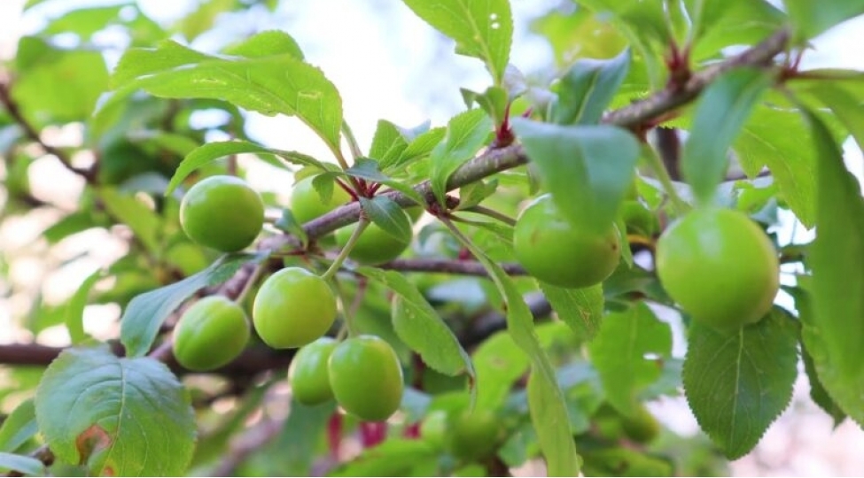 alcha-gul-achdi-neneli