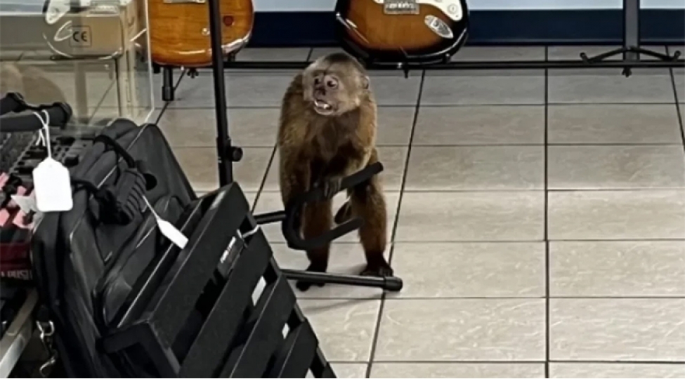 absh-damagazaya-girib-gitaralari-sindiran-meymun-saxlanildi