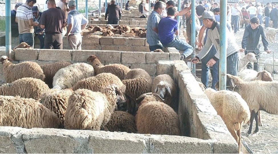 shamaxi-ve-goychayda-heyvan-satishi-bazarlari-achilib