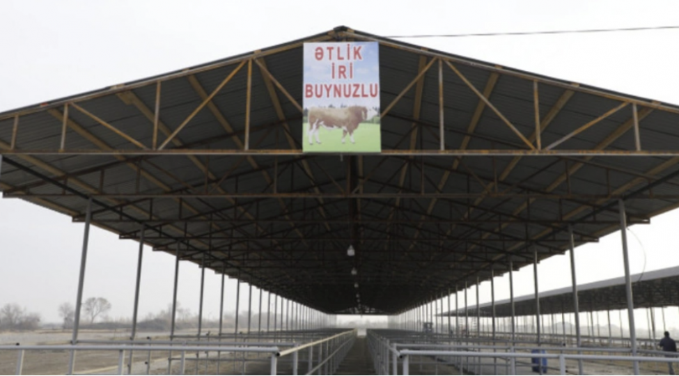 imishlide-heyvan-satishi-bazari-achilib