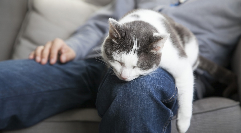 pishikler-niye-sahiblerine-yaxin-yerde-yatir