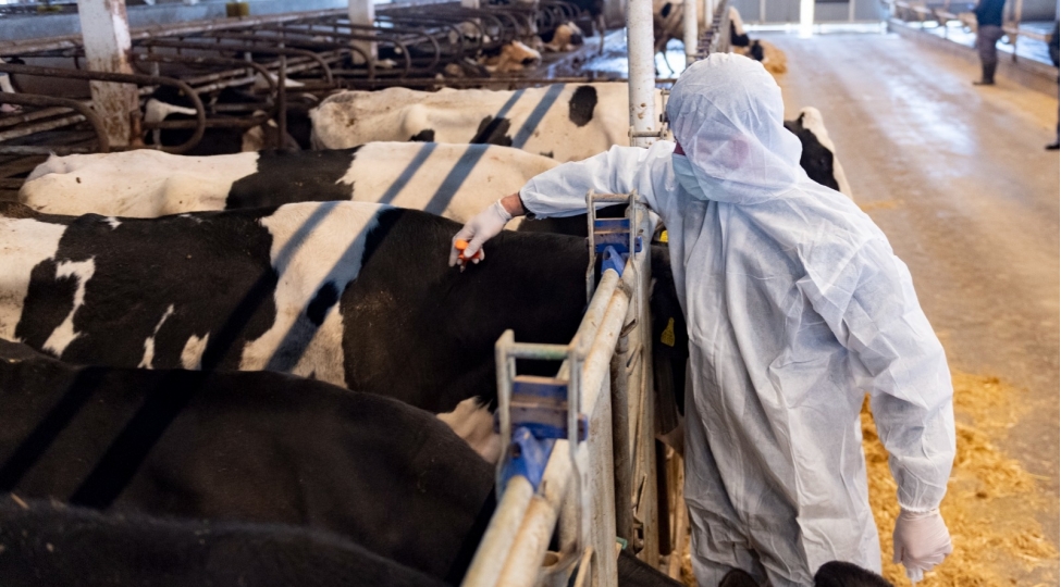 olke-uzre-heyvanlar-arasinda-xususi-tehlukeli-xesteliklere-qarshi-peyvendleme-tedbirlerine-bashlanilib-2