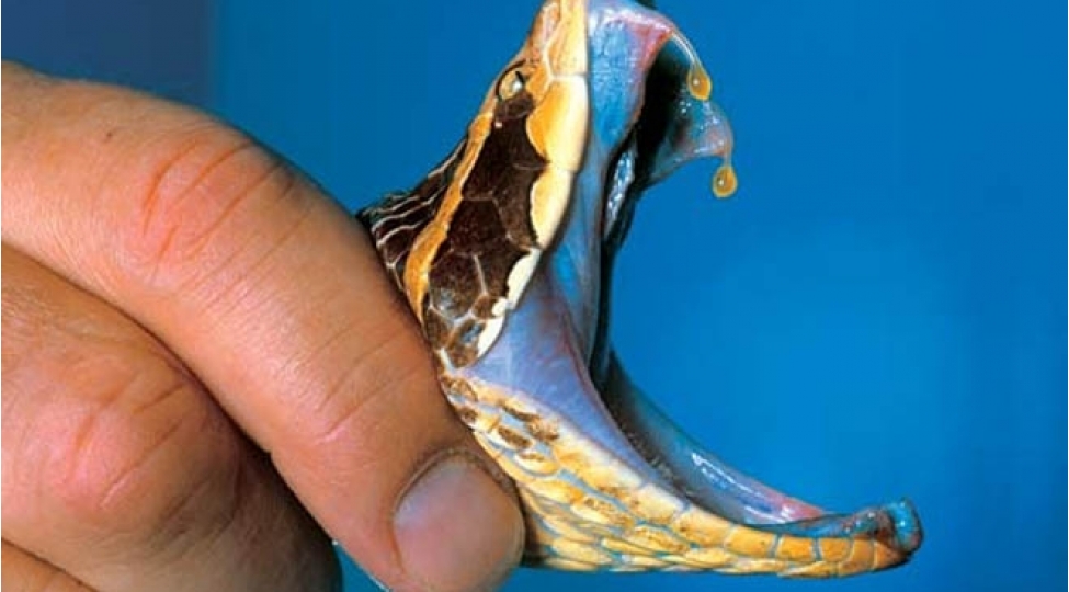 indoneziyada-dunyanin-en-uzun-ilani-tapilib-foto