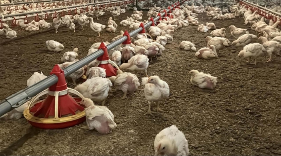 turkiyede-toyuq-ixraci-dayandirilir