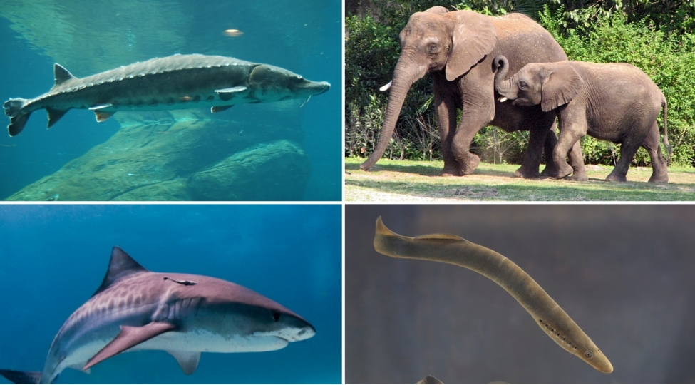 qedim-onurgalilarin-dord-gozu-olub