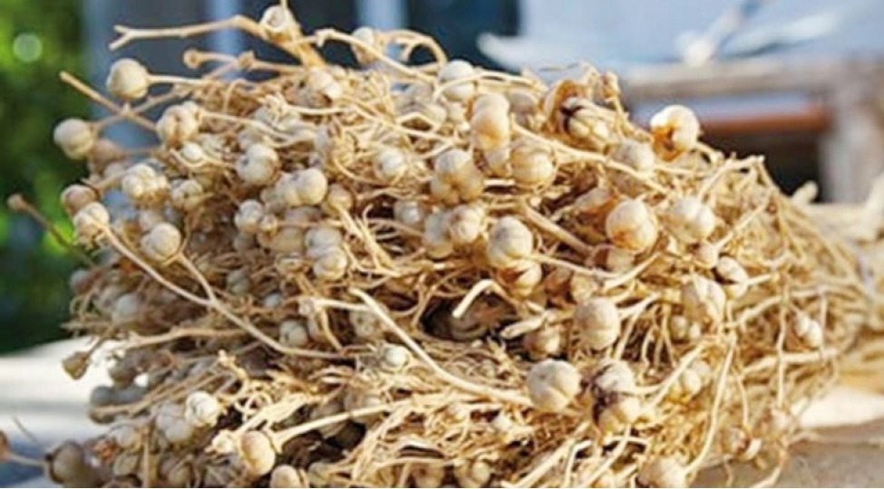 xarici-olkelere-seyahet-ederken-uzerlik-bitkisini-uzerinizde-goturmeyin