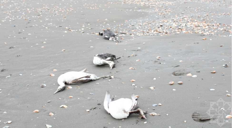 xezerin-xachmaz-sahillerinde-minlerle-batagan-qushunun-telef-oldugu-ashkarlanib
