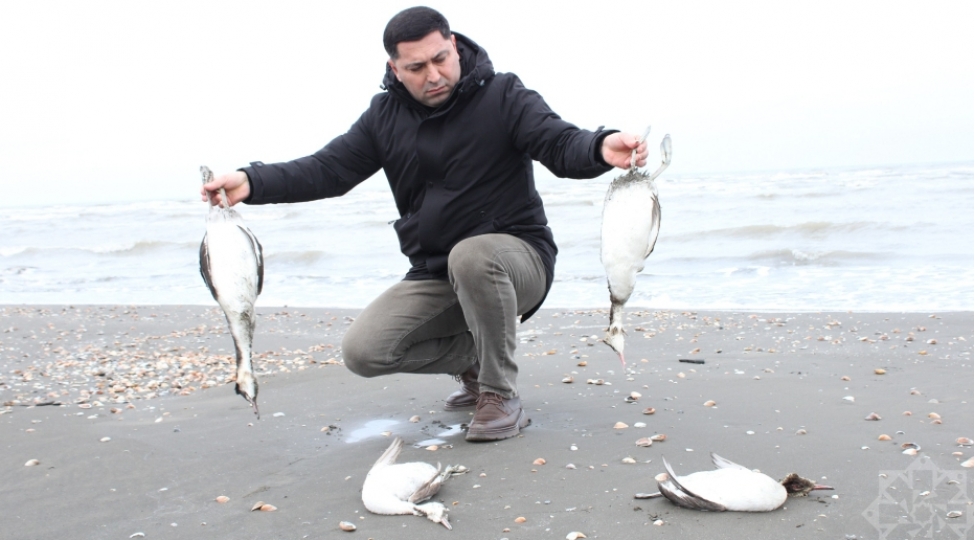 xezerin-xachmaz-sahillerinde-minlerle-batagan-qushunun-telef-oldugu-ashkarlanib-2