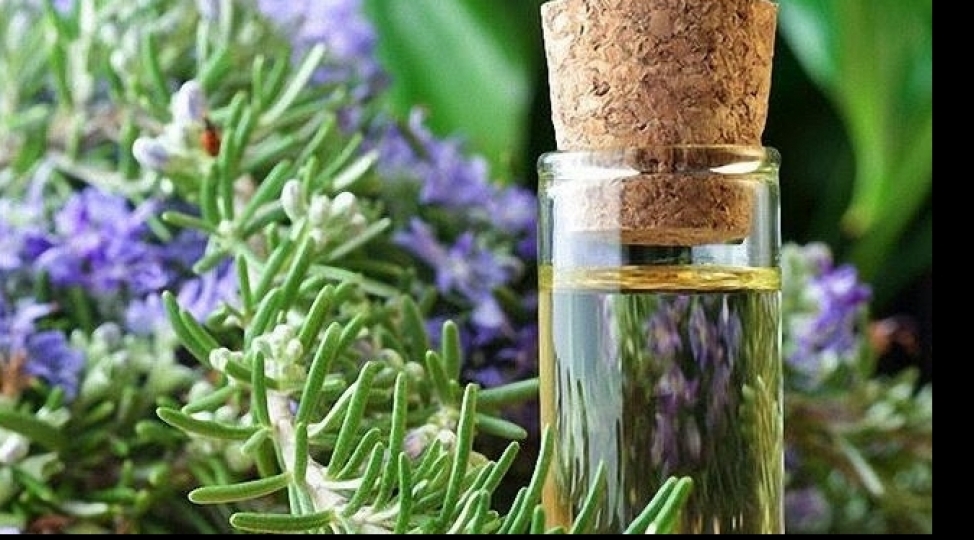 shefali-ve-etirli-bitkilerin-qorunmasi-builki-umumdunya-vehshi-tebiet-gununun-movzusudur