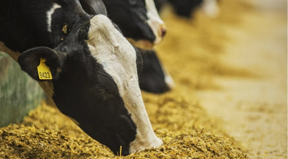 aqta-heyvan-sahiblerini-ve-fermerleri-heyvanlarini-qeydiyyatdan-kechirmeye-chagirir-video