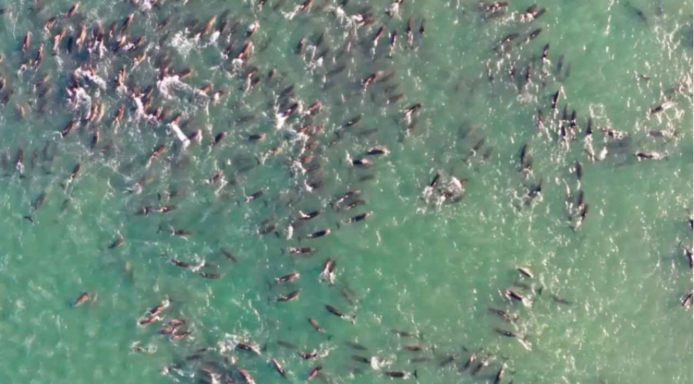 argentina-sahillerinde-delfinlerin-kutlevi-olumune-sebeb-kimi-balinalar-gosterilir