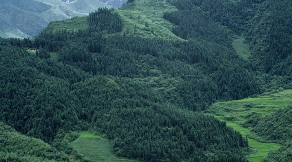 chinde-yashilliq-ortuyu-56-faizi-kechib