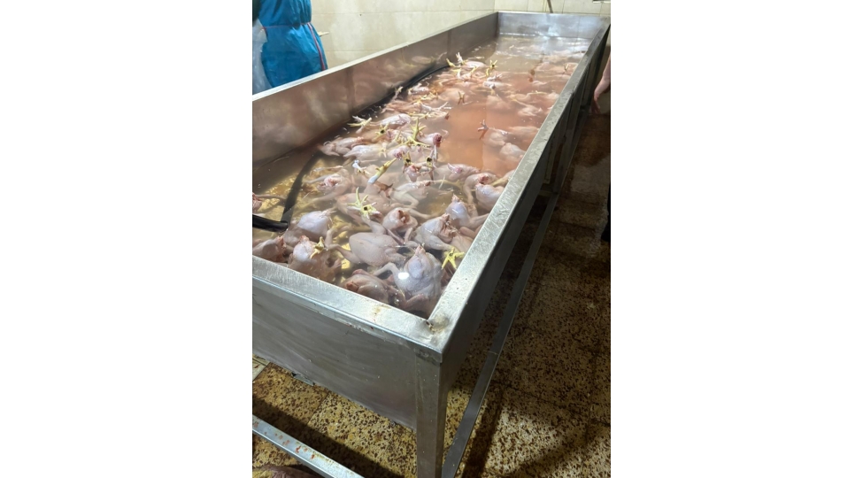 lenkeranda-toyuq-kesimi-sexinin-qanunsuz-fealiyyet-gosterdiyi-ashkarlanib